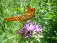 последнее 041.webp