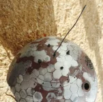 85.3_новый размер.webp