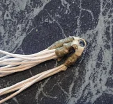 86.6_новый размер.webp