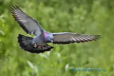 800px-Rock_dove_-_natures_pics.webp 800px-Rock_dove_-_natures_pics.webp
