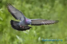 800px-Rock_dove_-_natures_pics.webp 800px-Rock_dove_-_natures_pics.webp