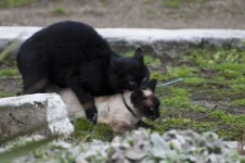 Шельма попала....webp